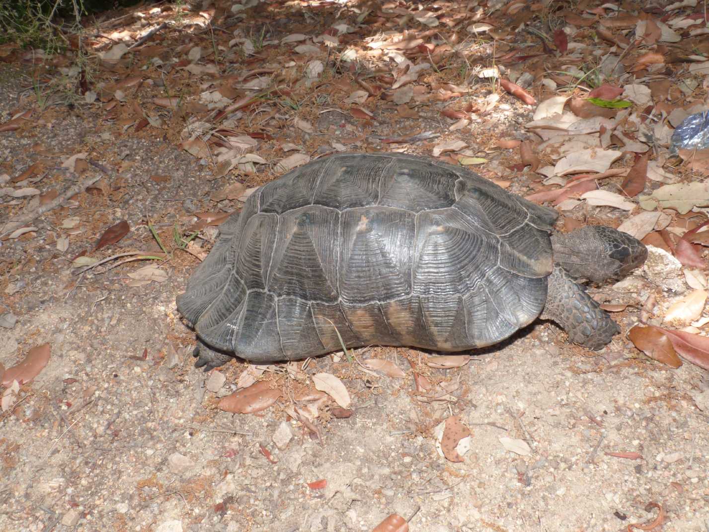 Grossa Testudo marginata